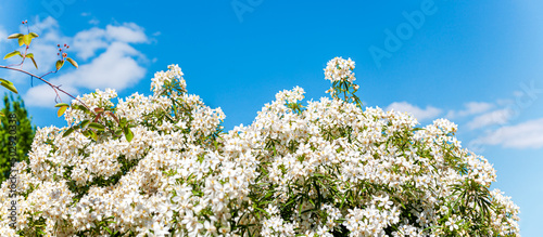 Choisya ternata - Oranger du Mexique - Aztec Pearl. web banner panorama Background of mexican orange blossom flowers on sky. White aromatic flowering Mexico plant, Popular tropical cultivated shrub photo