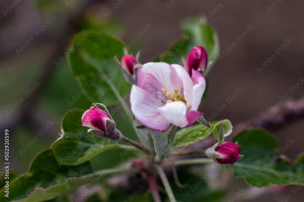 Fototapeta premium Apple-tree branch with young flowers in spring. Close up. Selective focus, blurred background.