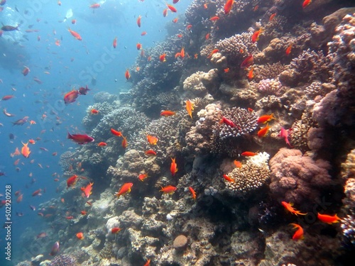 Fototapeta Naklejka Na Ścianę i Meble -  Blue hole fish and coral reef