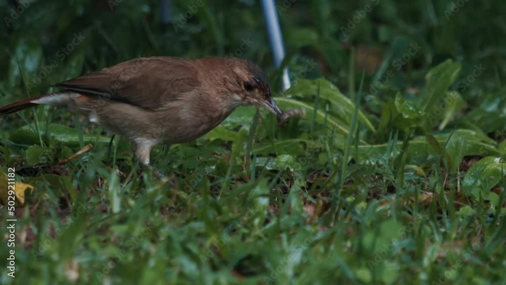 Bird walks in the wet garden and forages food in grass during the rainy day Bird walks in the wet garden and forages food in grass during the rainy day