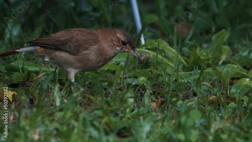Wallpaper Mural Bird walks in the wet garden and forages food in grass during the rainy day Torontodigital.ca