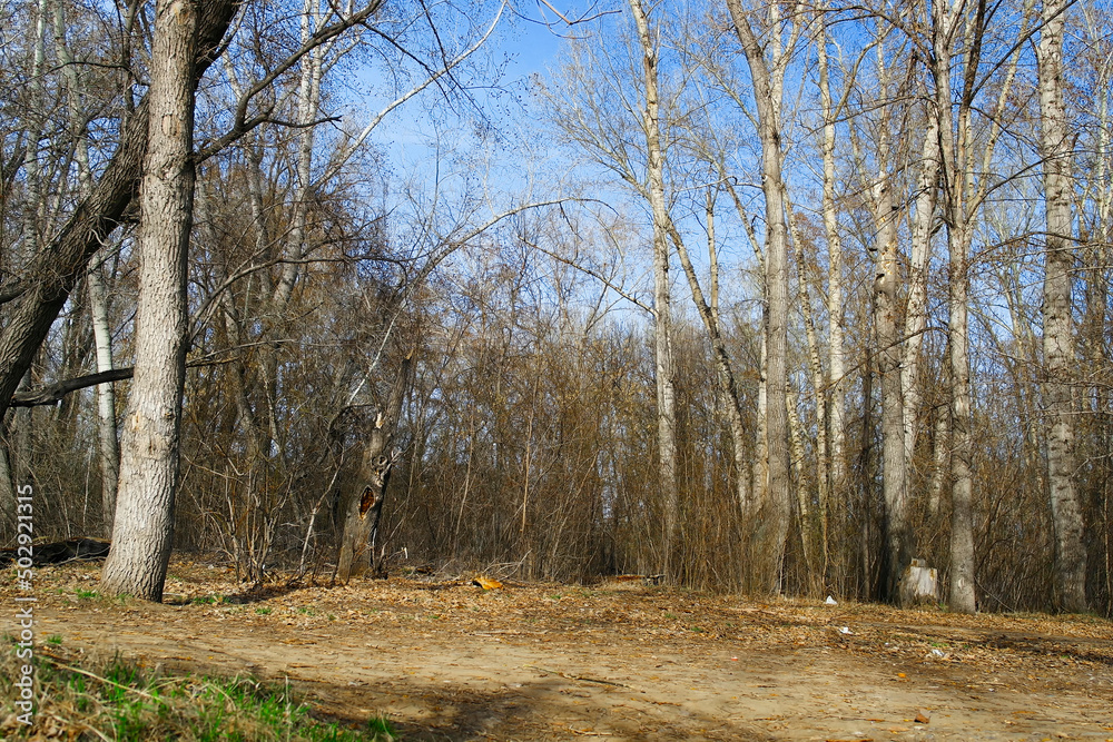 Leafless trees background. Spring. April. Forest. Grunge style. Big trees in forest grove. Irtysh River. SAMAL park, Ust-Kamenogorsk (kazakhstan) Leafless trees background. Spring. April. Forest. Grunge style. Big trees in forest grove. Irtysh River. SAMAL park, Ust-Kamenogorsk (kazakhstan)