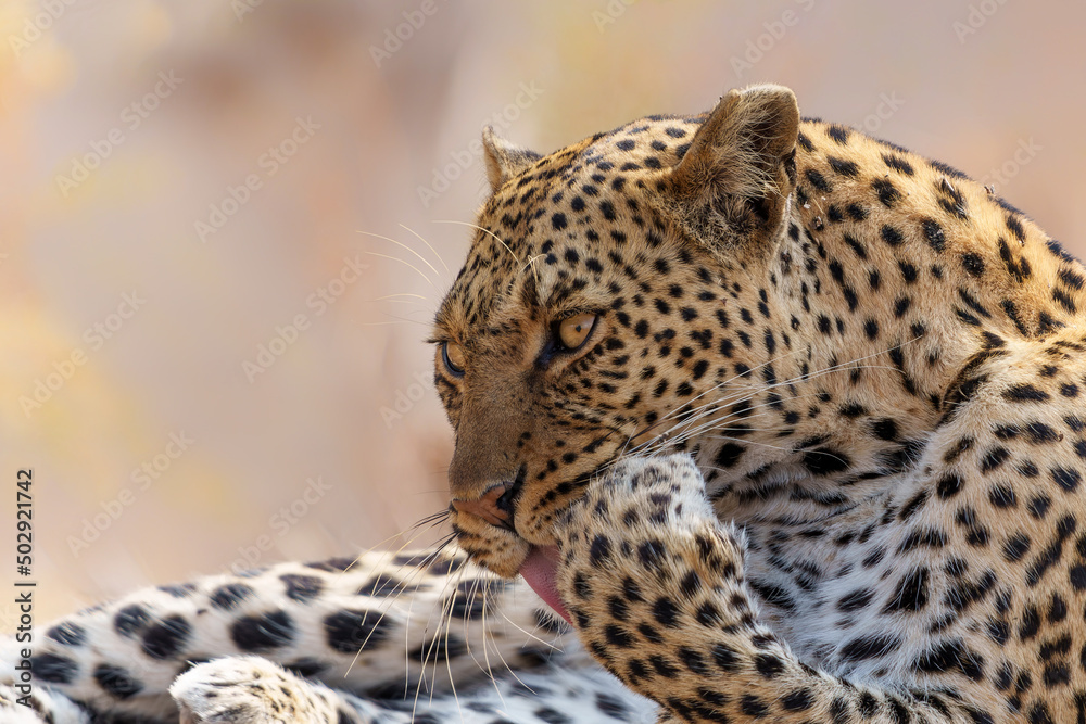 Naklejka premium Leopard (Panthera Pardus) resting and grooming around in a dry riverbed in a Game Reserve in the Tuli Block in Botswana