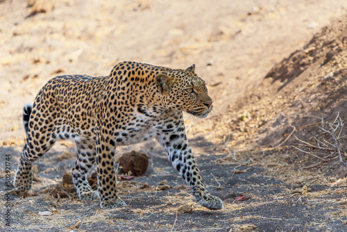 Leopard (Panthera Pardus) hunting aroud a dry riverbed in Mashatu Game Reserve in the Tuli Block in Botswana 