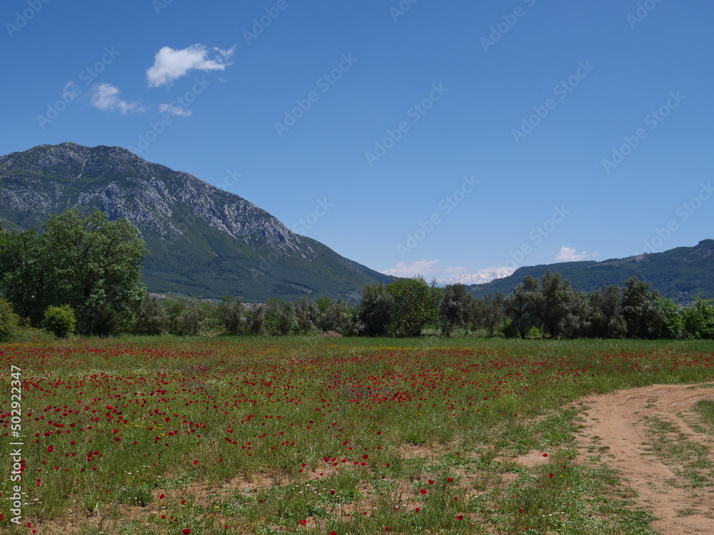 Fototapeta premium poppies with daisies in nature spring time flowers