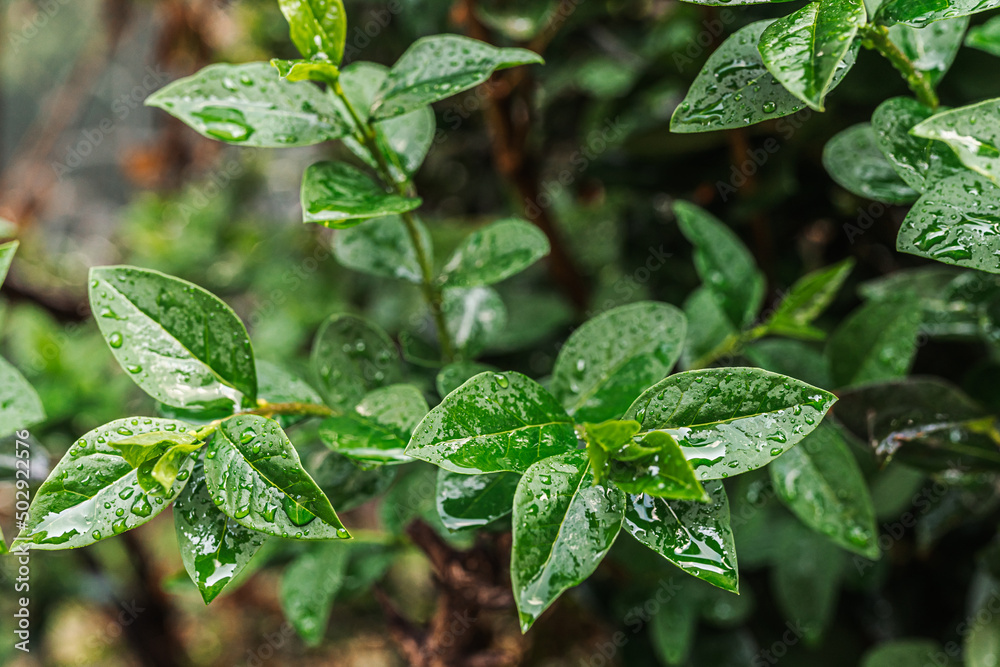 Raindrops on green foliage of climbing rose. Spring rain, freshness of green leaves, spring weather Raindrops on green foliage of climbing rose. Spring rain, freshness of green leaves, spring weather