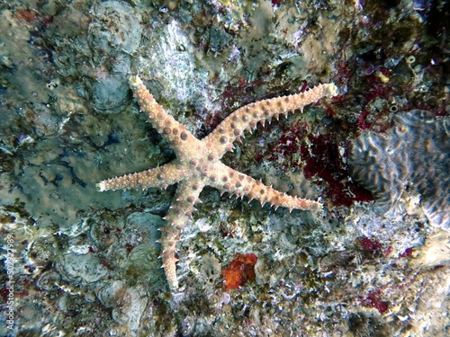 red sea starfish © Ayman