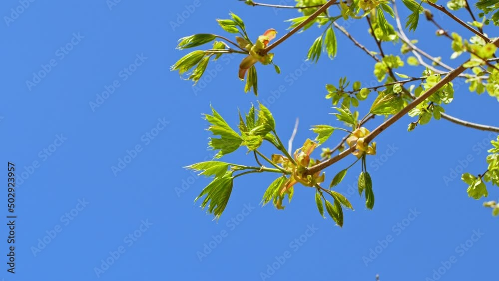 Blossoming tree buds leaves develop in the wind. Blossoming tree buds leaves develop in the wind.