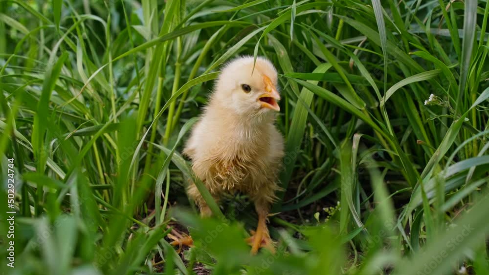 Tiny newborn poultry chicken chick on green grass among blooming dandelions, fresh background. Concept of traditional easter bird, spring celebration. Tiny newborn poultry chicken chick on green grass among blooming dandelions, fresh background. Concept of traditional easter bird, spring celebration.