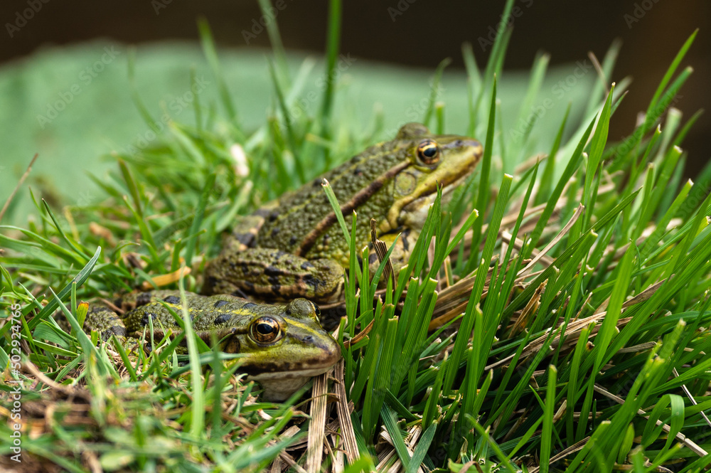 Lithobates clamitans - Green Frog - Grenouille verte Lithobates clamitans - Green Frog - Grenouille verte