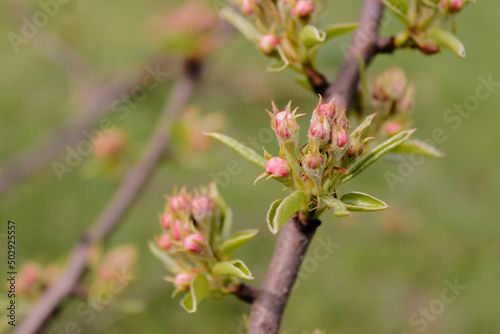  Close-up of red unopened buds of apple tree flowers on a tree with a green blurred background.