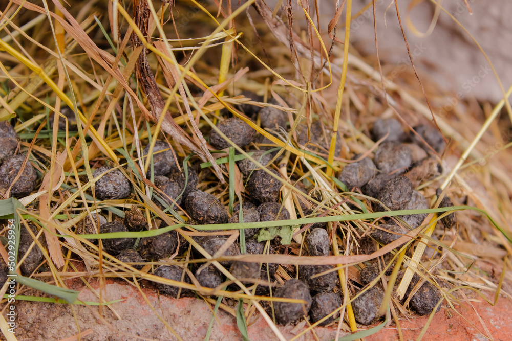 Small pile of rabbit droppings Small pile of rabbit droppings