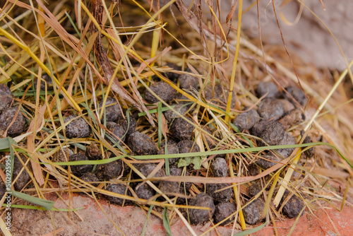 Small pile of rabbit droppings