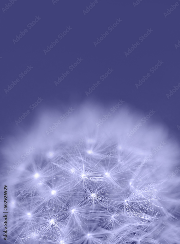 violet flower on violet background. Copy space. Pantone color of 2022 very peri