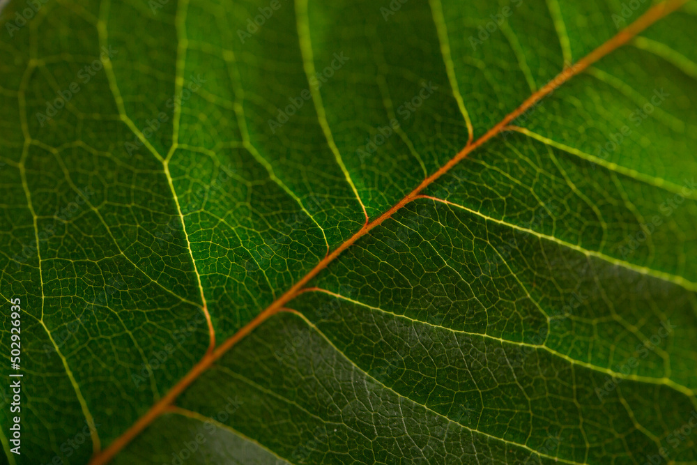 Green rose leaf, texture, dark green foliage nature, Roses Leaves, Roses Leaf. Decorative Pattern close up