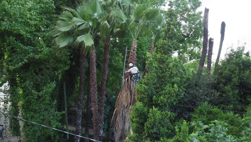 A worker cuts a palm tree. High quality 4k footage