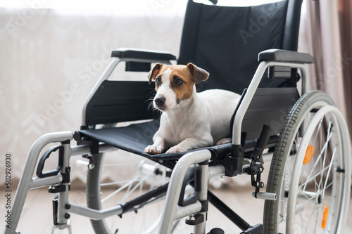 Jack Russell Terrier dog sits in a wheelchair. A devoted friend is waiting for the owner. © Михаил Решетников