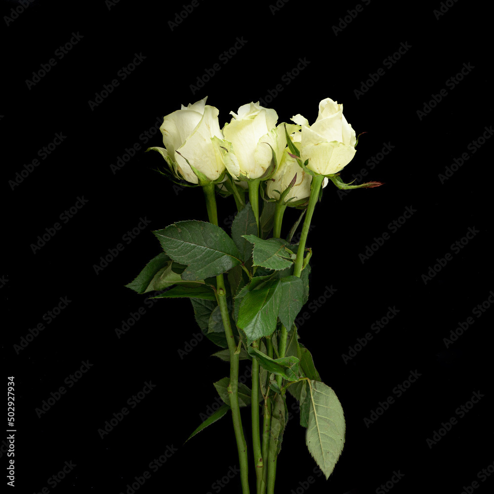 A bouquet of five beautiful blooming white roses from the bottom on a black background A bouquet of five beautiful blooming white roses from the bottom on a black background