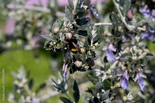 a bumblebee on the flowers