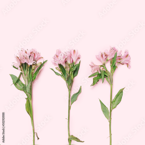 Three pink lilies on a pink background that come from below with a creative writing space. Flat lay.