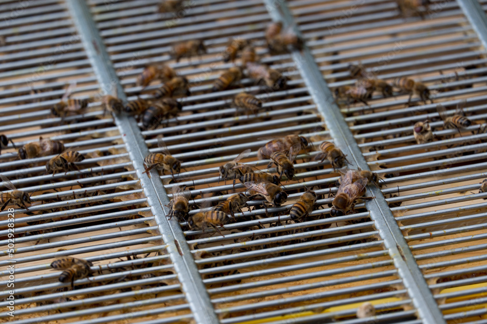 Il lavoro dell'apicoltore