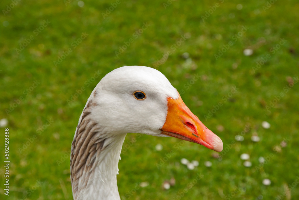 Funny goose head closeup on green grass meadow background Funny goose head closeup on green grass meadow background