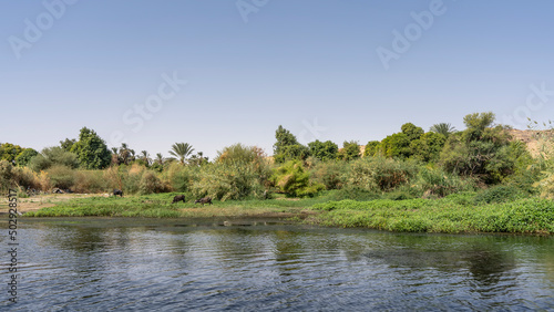 There is lush green vegetation on the river bank. Cows graze on the grass. Ripples on the water. Clear sky. Egypt. Nile