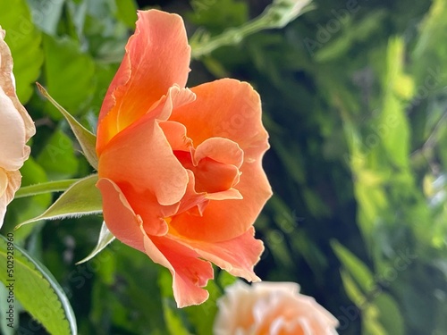 オレンジ色の満開のバラの花一輪（横アングル）。背景緑。