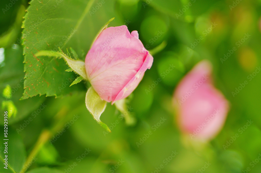 Pink rose flower and rose bud close-up. Damascus rose garden Pink rose flower and rose bud close-up. Damascus rose garden