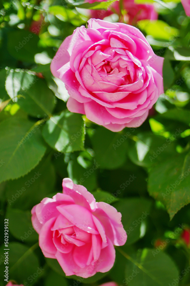 Pink rose flower and rose bud close-up. Damascus rose garden