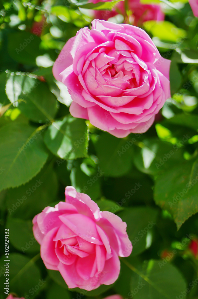 Pink rose flower and rose bud close-up. Damascus rose garden Pink rose flower and rose bud close-up. Damascus rose garden