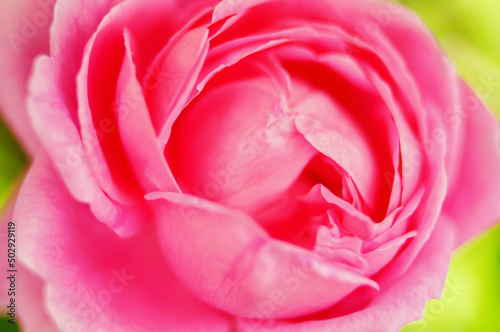 Pink rose flower and rose bud close-up. Damascus rose garden