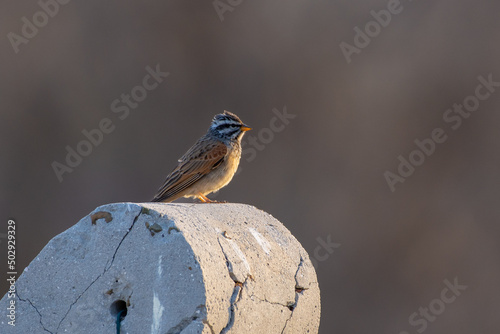 Striolated Bunting Emberiza striolata photo