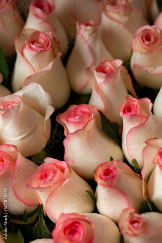 Bouquet Of Beautiful pink Roses. Trend color classic pink . Valentine s Day. Selective Focus. Roses wallpaper. Background.