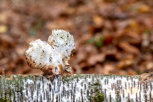 Chaga mushroom in the form of heart grows on a birch trunk. photo