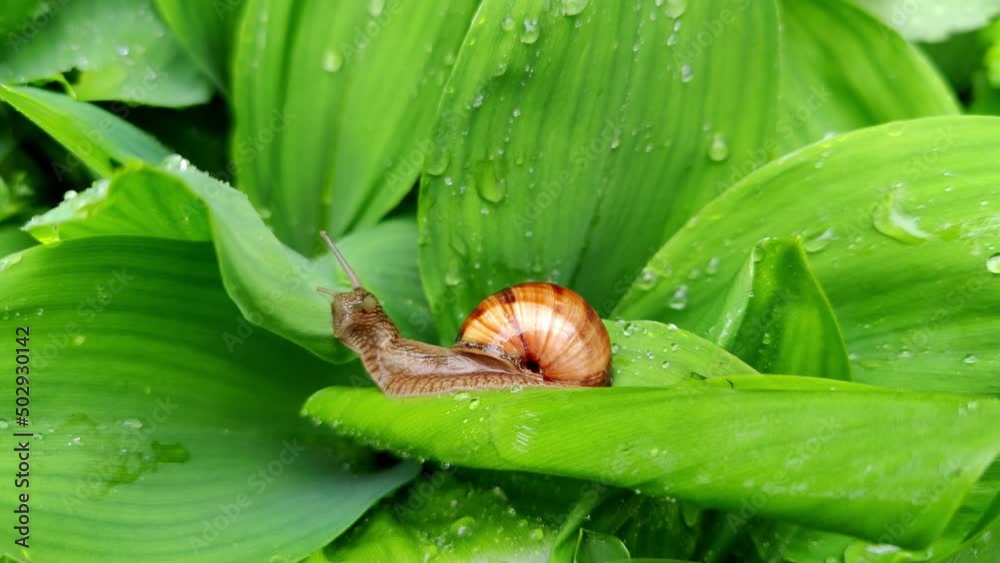 Close up slow brown snail crawls in rain on green leaves of snowdrops. street insect crawls on green plant with water droplets on leaves. Natural nature concept, ecology. Close up slow brown snail crawls in rain on green leaves of snowdrops. street insect crawls on green plant with water droplets on leaves. Natural nature concept, ecology.