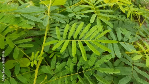 Hand touching small leaves of mimosa pudica plant also known as shameplant, touch me not, thottavadi and sleepy plant during heavy wind. The green leaf of this sensitive plant fold inward if we touch. photo