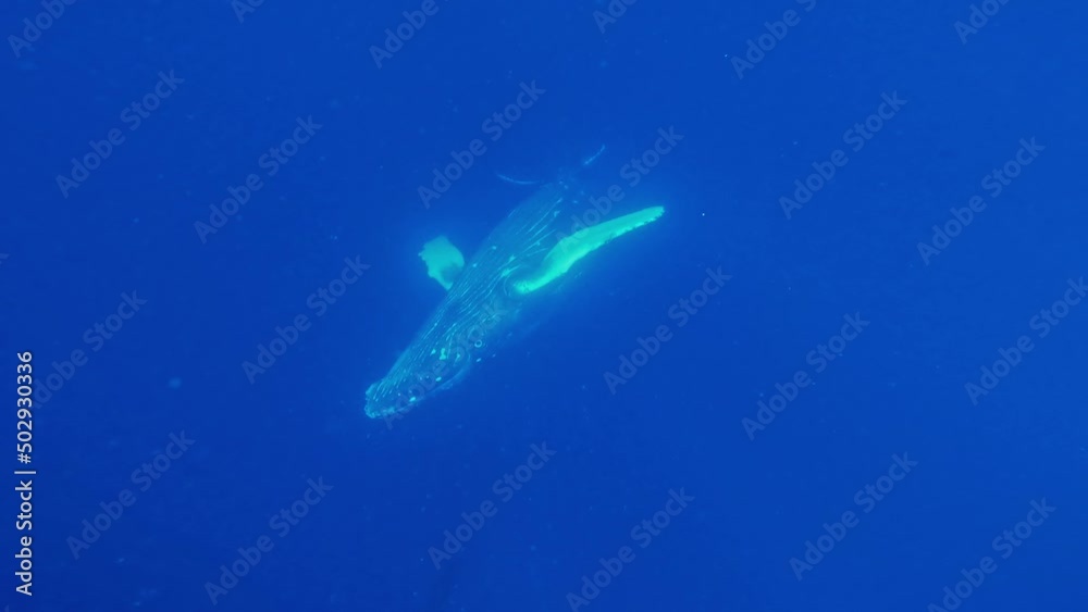 Giant Humpback Whales Swimming Near The Water Surface - underwater shot Giant Humpback Whales Swimming Near The Water Surface - underwater shot