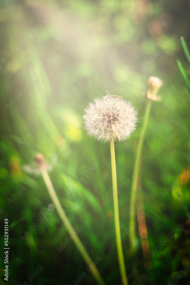 Small flower nature  green background  colour morning sunlight sun-ray fresh and amazing view high-quality close-up image 