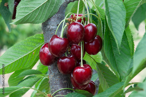 Napoleon cherries on the tree and ready to harvest