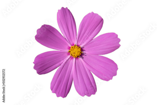 Purple flower isolated on a white background.