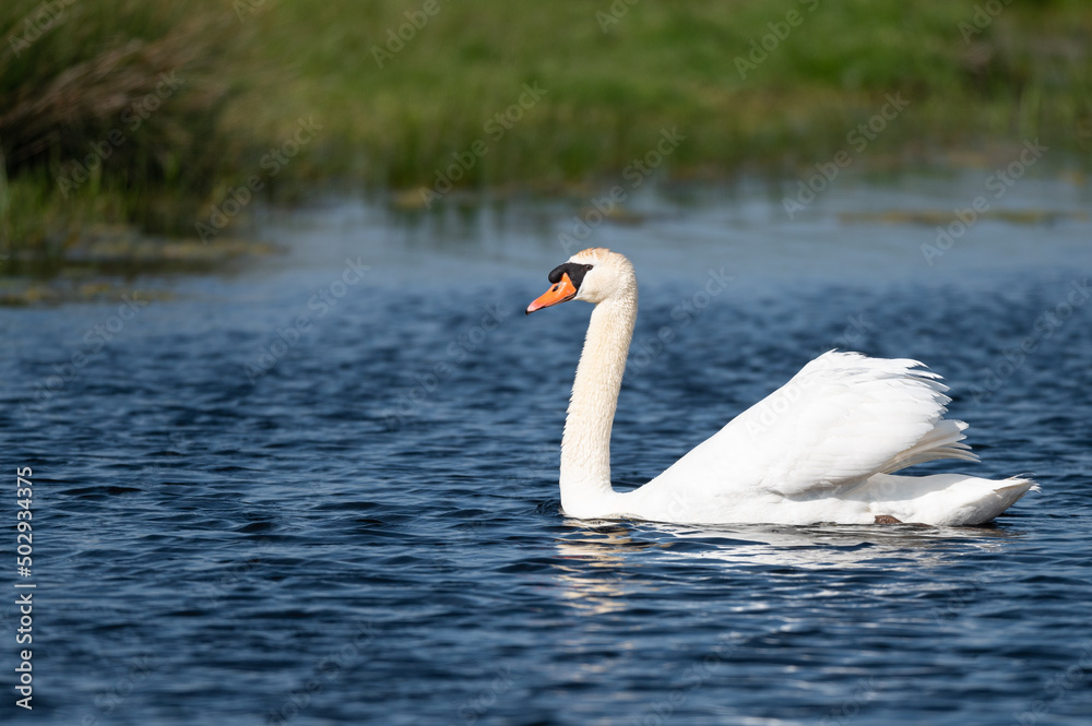 Cygnus olor - Mute swan - Cygne tuberculé Cygnus olor - Mute swan - Cygne tuberculé