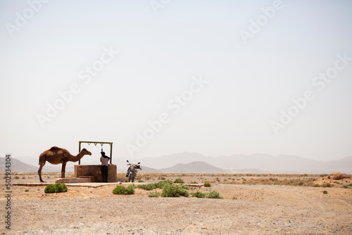 Pastor dando de beber a dromedario en el sur de Marruecos. Reservas de agua. Sequía. photo