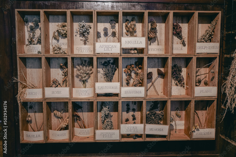 Fototapeta premium ハーブ