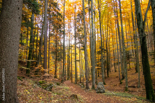 Herbstwald in der Nähe der Steinwandklamm, Niederösterreich