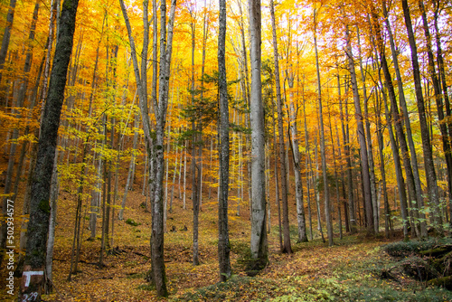 Herbstwald im Wienerwald in der Nähe der Steinwandklamm