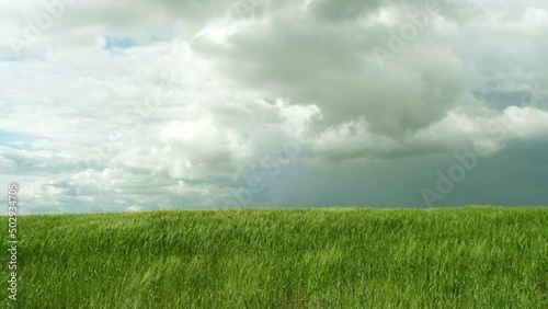 Vernal sky with storm clouds over green wheat field nature background