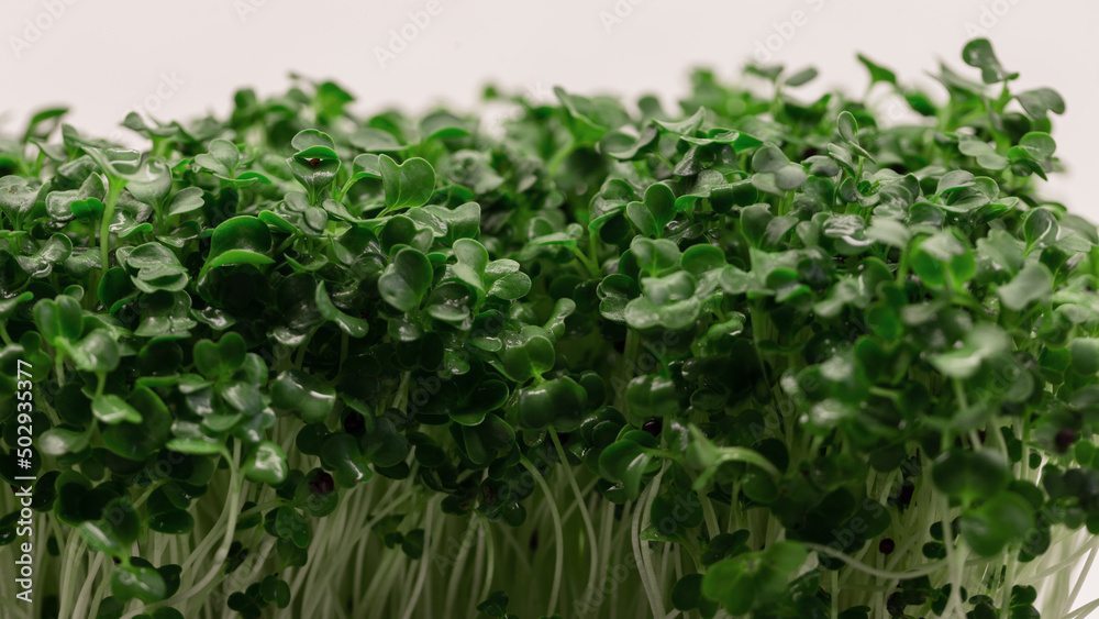 Micro greens plants with leaves grows on a white background. Fresh raw vegan food Micro greens plants with leaves grows on a white background. Fresh raw vegan food