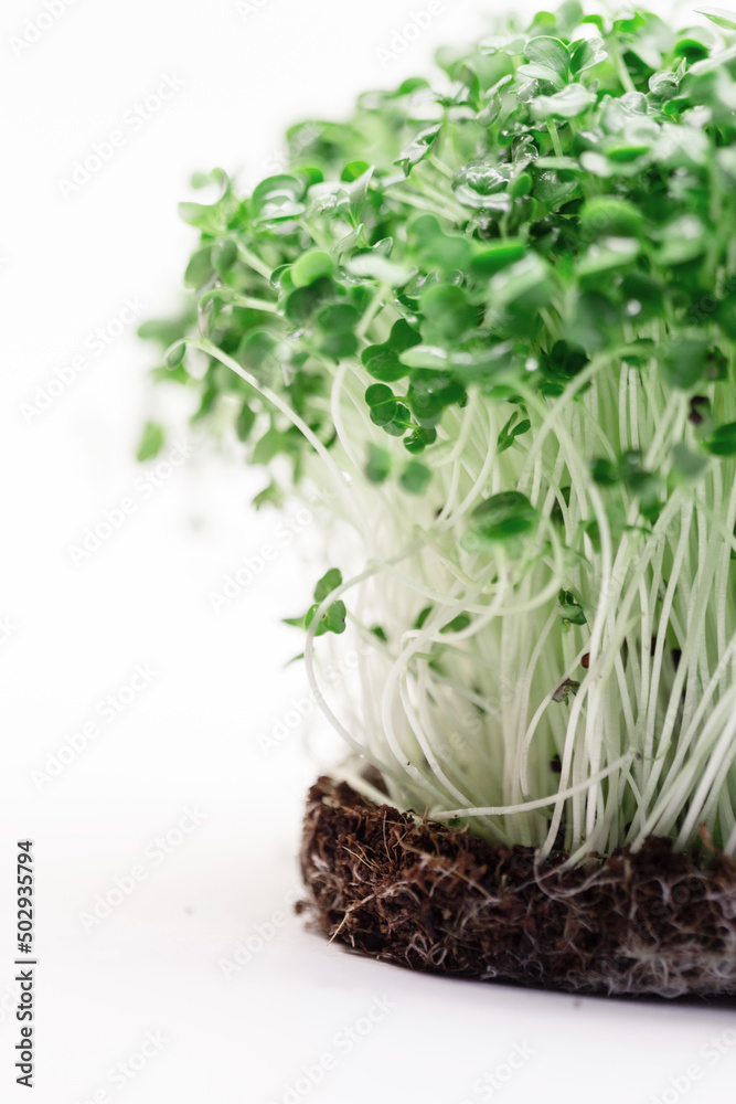 Green plants with roots growing in the studio Green plants with roots growing in the studio
