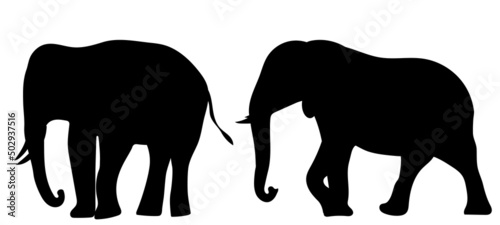 Photography elephant silhouette, on white background, isolated, vector